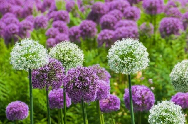 Zierlauch - Schnitt und Pflege der vielseitigen Blütenkugeln