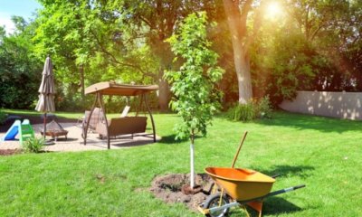 Ahorn im Garten halten