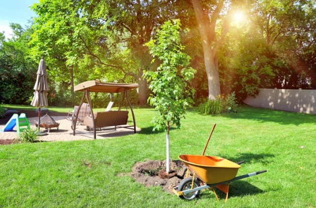 Ahorn im Garten halten