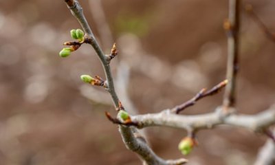 Alles Wissenswerte über das Schlafende Auge