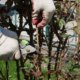 Altes Rosenstämmchen schneiden - Tipps und Tricks