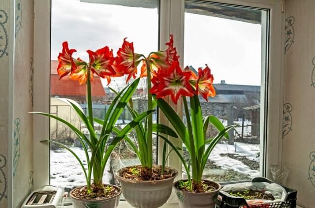 Amaryllis Blätter nach der Blüte abschneiden