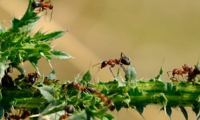 Ameisen im Blumenbeet natürlich bekämpfen