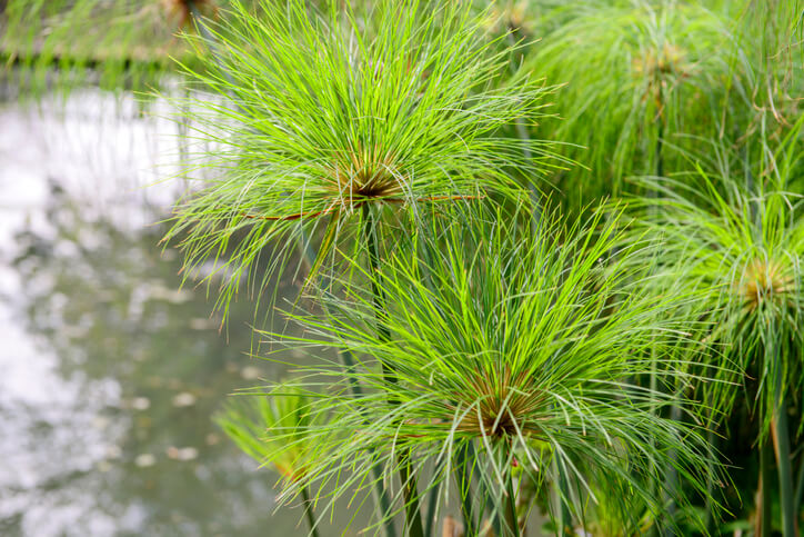 An diesem Standort fühlt sich der Papyrus wohl