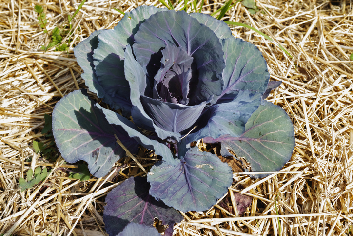 Ansprüche an den Boden