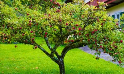 Apfelbaum aus einem Kern züchten
