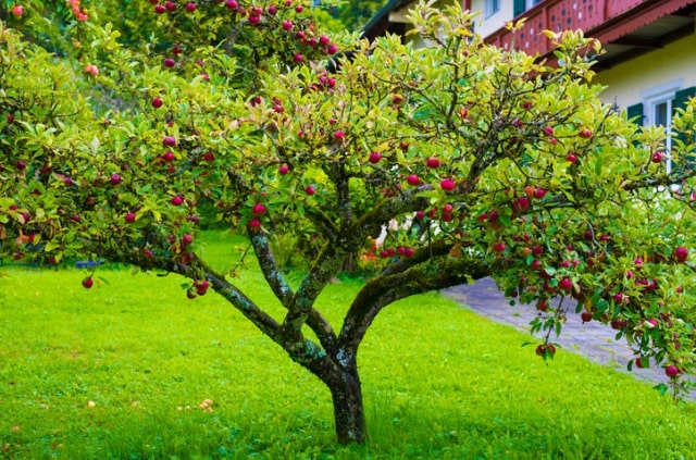 Apfelbaum aus einem Kern züchten