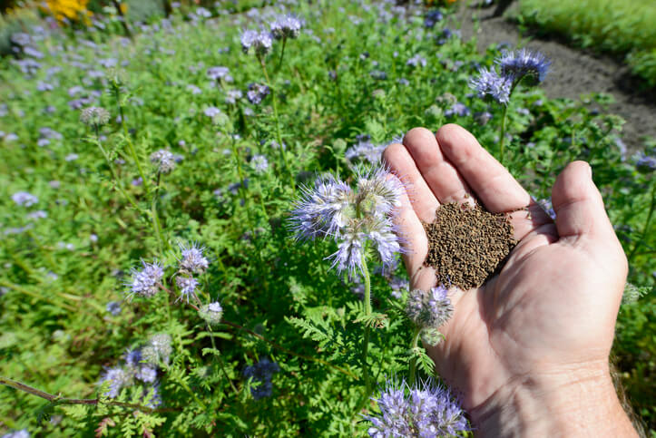 Aussaat - Schritt für Schritt