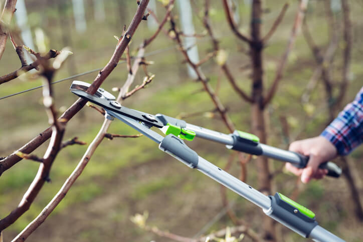 Bäume im Frühjahr zurückschneiden