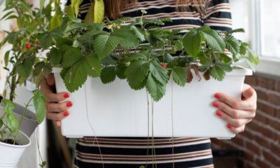 Beeren im Kübel pflanzen