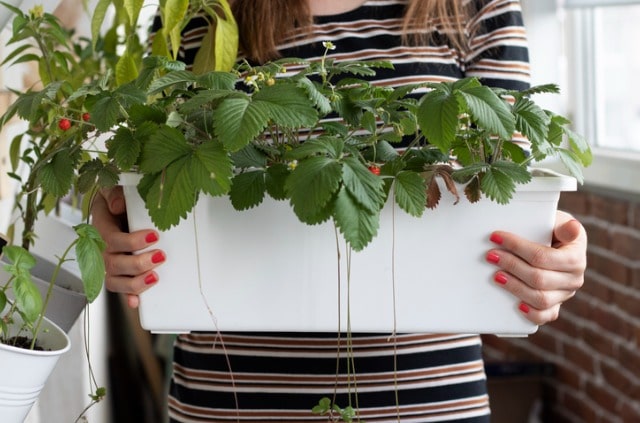 Beeren im Kübel pflanzen