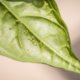 Blattläuse auf Balkonpflanzen - diese Hausmittel helfen