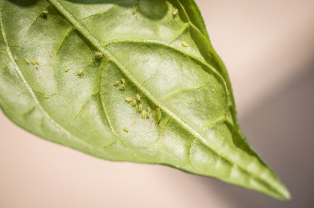 Blattläuse auf Balkonpflanzen - diese Hausmittel helfen