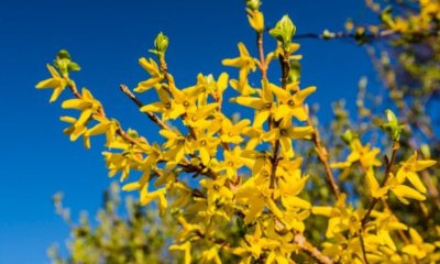 Blühender Sichtschutz für Ihren Garten - Alternativen zu Mauern und Zäunen