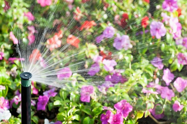 Blumenbeet Bewässerung - Tipps und Tricks zur idealen Bewässerung