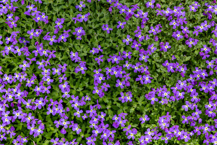 Bodendecker über Samen vermehren