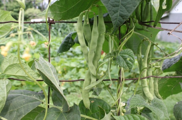 Bohnen wässern - so oft sollten Bohnen gegossen werden