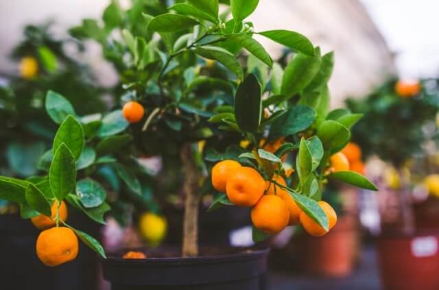 Calamondin Pflege