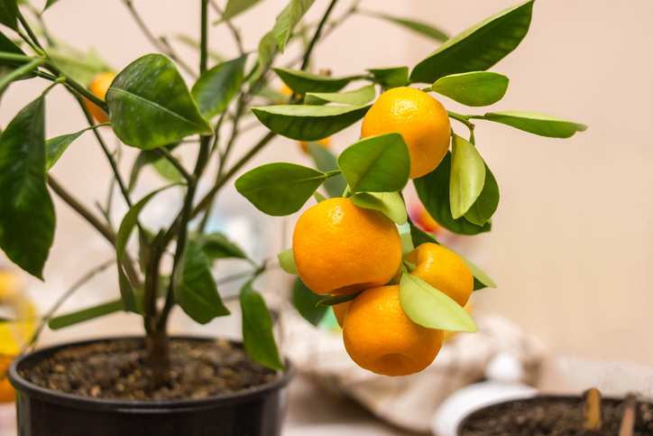 Calamondin düngen