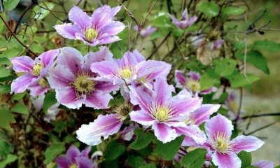 Clematis durch Stecklinge vermehren