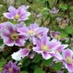 Clematis durch Stecklinge vermehren