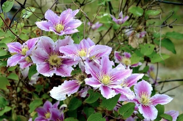 Clematis durch Stecklinge vermehren