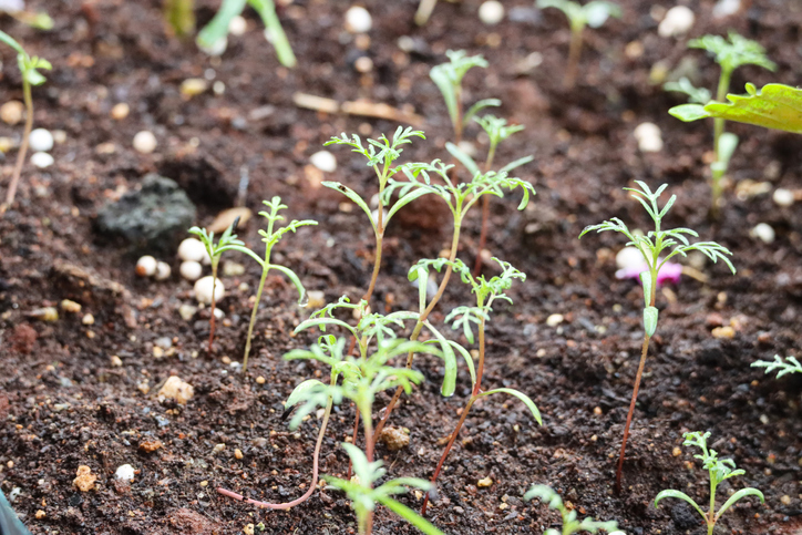 Cosmea direkt im Beet aussäen