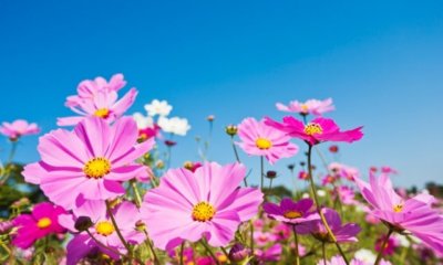 Cosmea richtig säen