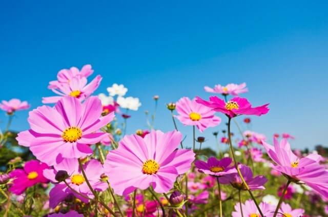 Cosmea richtig säen