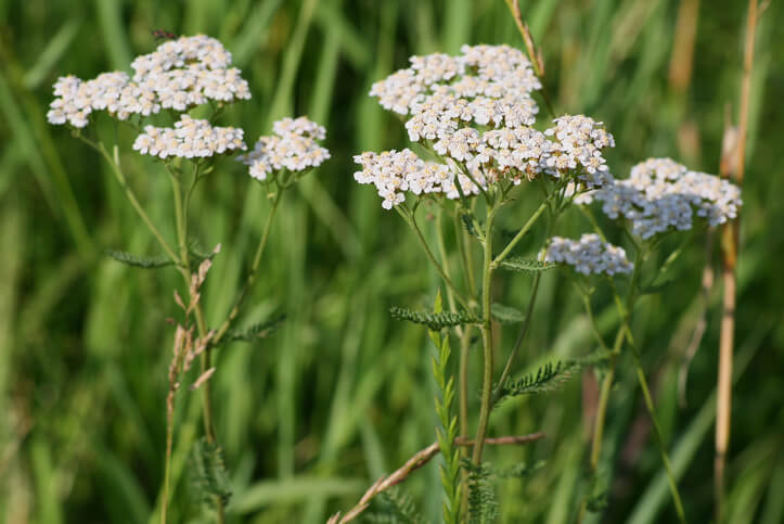 Daran erkennen Sie die Schafgarbe