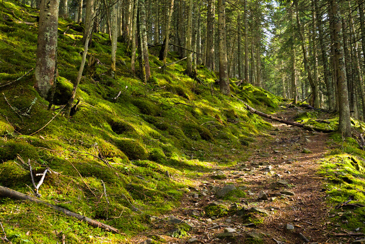 Darf man Moos aus dem Wald entfernen