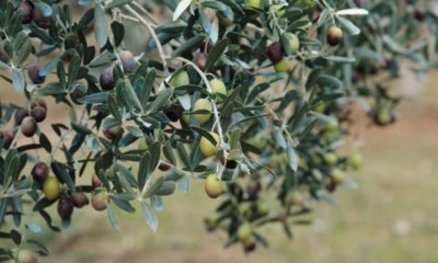 Das Alter eines Olivenbaumes bestimmen