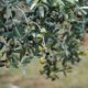 Das Alter eines Olivenbaumes bestimmen
