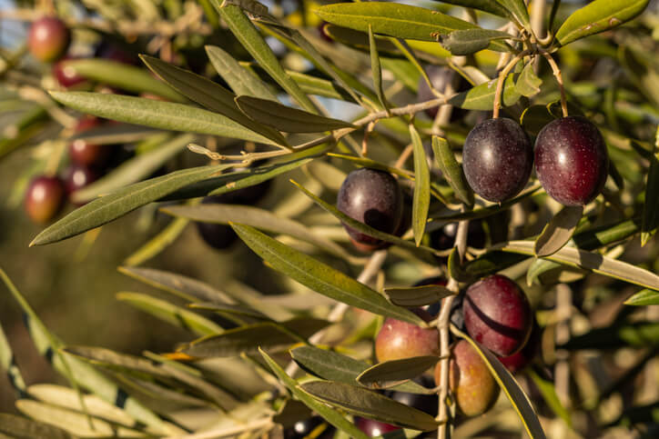 Das Aussehen der Hojiblanca