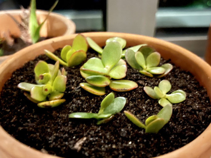 Den Steckling stecken