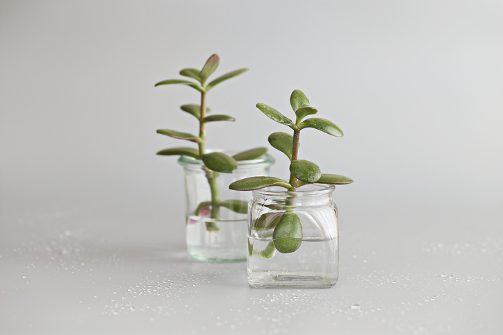 Den Steckling vorbereiten