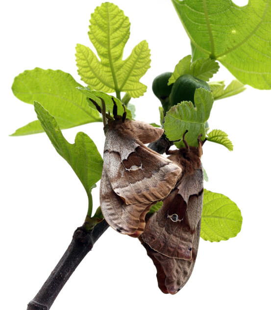 Der Feigenspreizflügelfalter