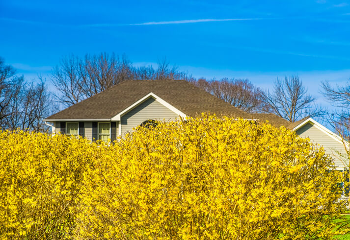 Der blühende Sichtschutz braucht Platz