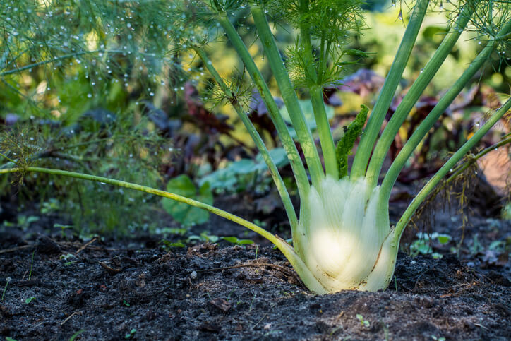 Der passende Standort für Fenchel