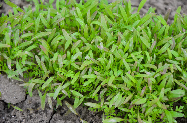 Der passende Standort für den Bienenfreund