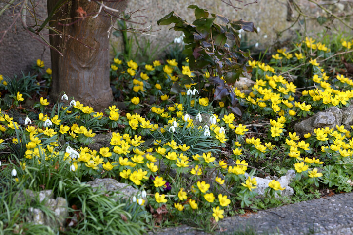 Der richtige Standort ist die Grundlage zur Vermehrung des Winterlings