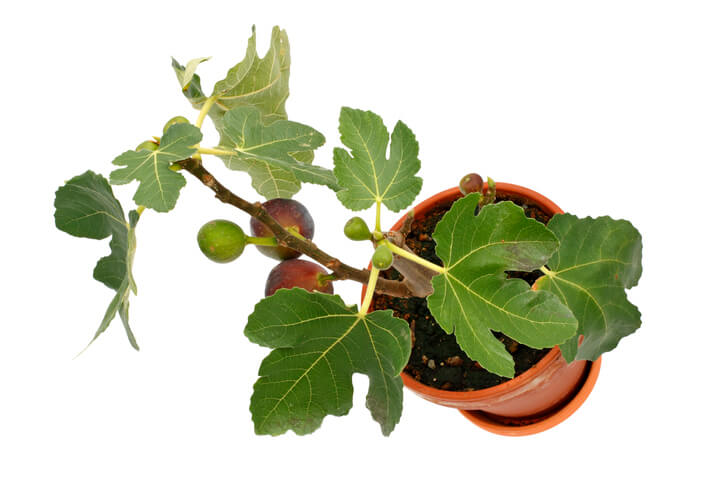 Der richtige Zeitpunkt um Feigen im Kübel umzutopfenn