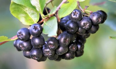 Die Aronia mit Stecklingen vermehren