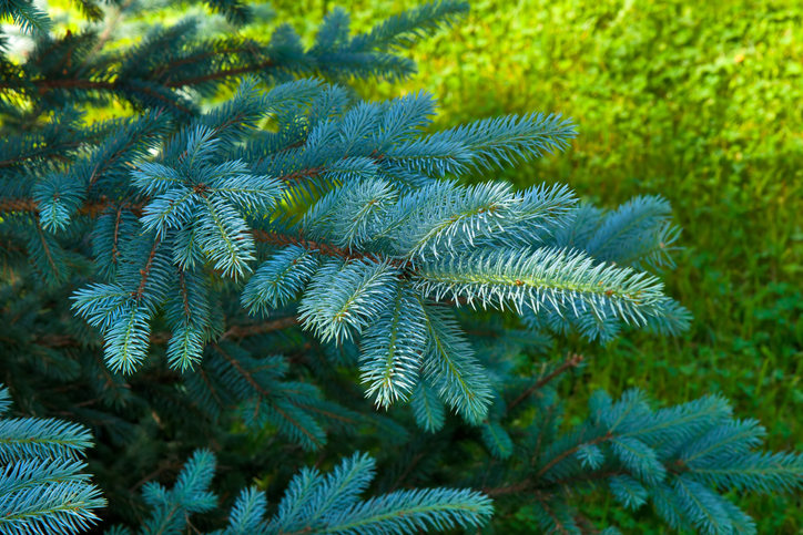 Die Blaufichte als Weihnachtsbaum