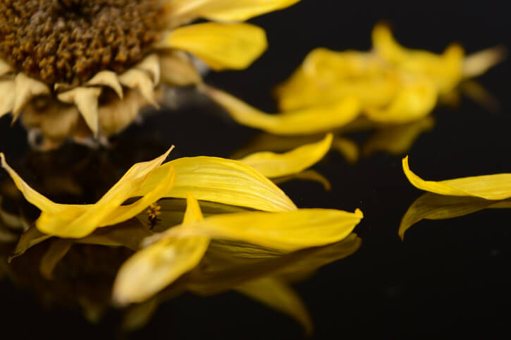 Die Blütenblätter der Sonnenblume trocknen