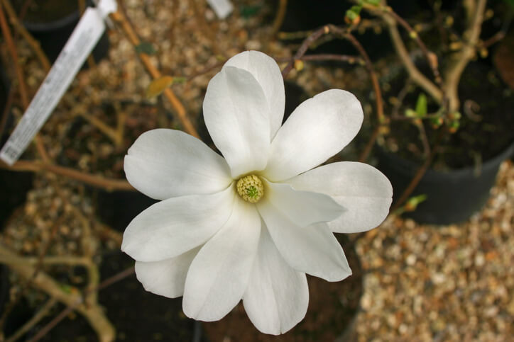 Die Magnolie im Kübel überwintern