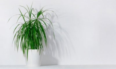 Die Palme verliert Blätter - was tun