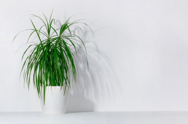 Die Palme verliert Blätter - was tun