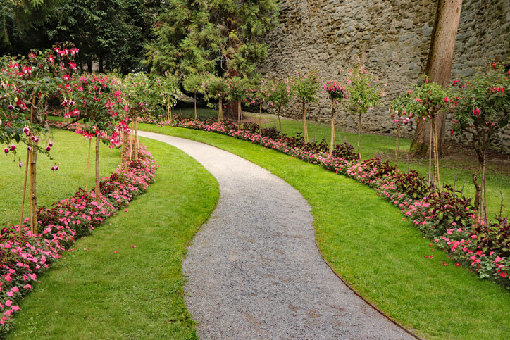 Die Pflege des Fuchsienstammes