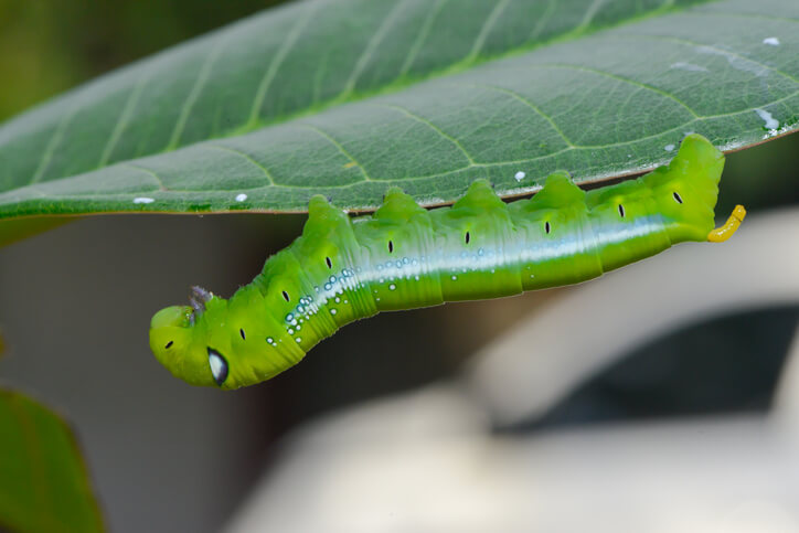 Die Raupen mit Haarspray fixieren